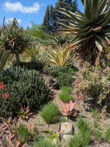 image from Ruth Bancroft Garden in Walnut Creek - April 2024