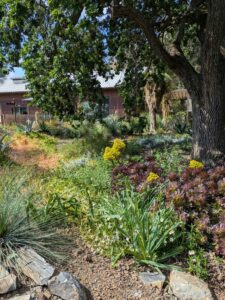 image from Ruth Bancroft Garden in Walnut Creek - April 2024