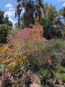 image from Ruth Bancroft Garden in Walnut Creek - April 2024