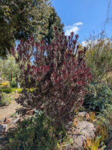 image from Ruth Bancroft Garden in Walnut Creek - April 2024
