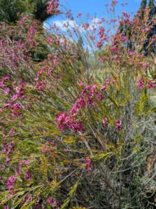 image from Ruth Bancroft Garden in Walnut Creek - April 2024