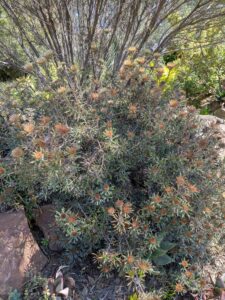 image from Ruth Bancroft Garden in Walnut Creek - April 2024