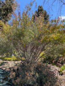 image from Ruth Bancroft Garden in Walnut Creek - April 2024