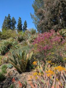 image from Ruth Bancroft Garden in Walnut Creek - April 2024