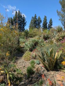 image from Ruth Bancroft Garden in Walnut Creek - April 2024
