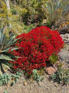 image from Ruth Bancroft Garden in Walnut Creek - April 2024