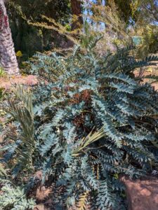 image from Ruth Bancroft Garden in Walnut Creek - April 2024