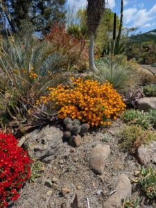 image from Ruth Bancroft Garden in Walnut Creek - April 2024
