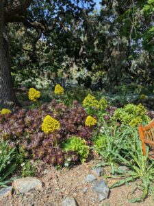 image from Ruth Bancroft Garden in Walnut Creek - April 2024