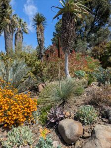 image from Ruth Bancroft Garden in Walnut Creek - April 2024