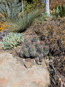 image from Ruth Bancroft Garden in Walnut Creek - April 2024