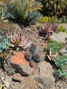 image from Ruth Bancroft Garden in Walnut Creek - April 2024