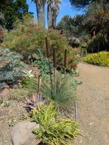 image from Ruth Bancroft Garden in Walnut Creek - April 2024