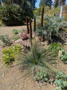 image from Ruth Bancroft Garden in Walnut Creek - April 2024