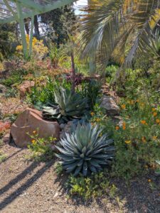 image from Ruth Bancroft Garden in Walnut Creek - April 2024