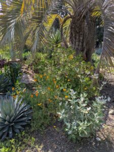 image from Ruth Bancroft Garden in Walnut Creek - April 2024