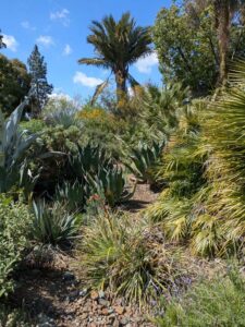 image from Ruth Bancroft Garden in Walnut Creek - April 2024