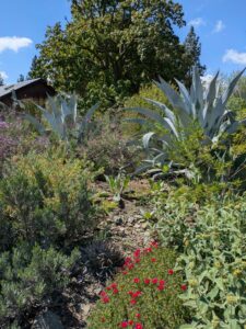 image from Ruth Bancroft Garden in Walnut Creek - April 2024