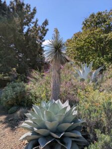 image from Ruth Bancroft Garden in Walnut Creek - April 2024