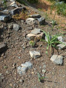 image from Ruth Bancroft Garden in Walnut Creek - April 2024