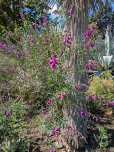 image from Ruth Bancroft Garden in Walnut Creek - April 2024