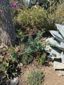 image from Ruth Bancroft Garden in Walnut Creek - April 2024