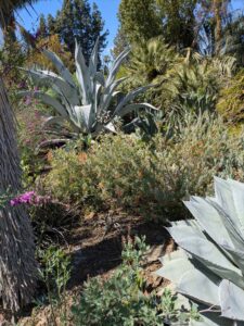 image from Ruth Bancroft Garden in Walnut Creek - April 2024
