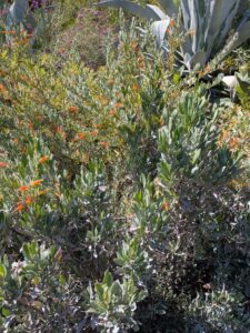 image from Ruth Bancroft Garden in Walnut Creek - April 2024
