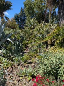 image from Ruth Bancroft Garden in Walnut Creek - April 2024