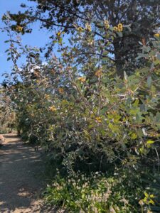 image from Ruth Bancroft Garden in Walnut Creek - April 2024