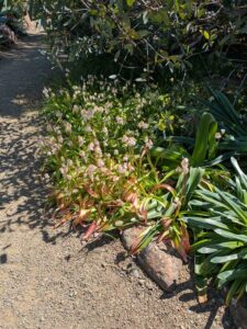 image from Ruth Bancroft Garden in Walnut Creek - April 2024