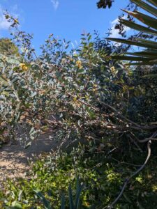image from Ruth Bancroft Garden in Walnut Creek - April 2024