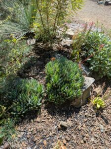 image from Ruth Bancroft Garden in Walnut Creek - April 2024