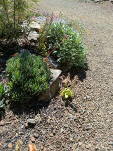 image from Ruth Bancroft Garden in Walnut Creek - April 2024