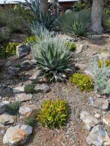 image from Ruth Bancroft Garden in Walnut Creek - April 2024