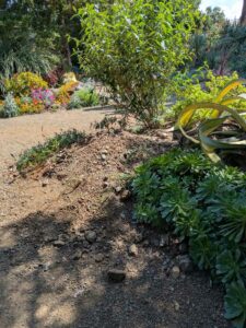 image from Ruth Bancroft Garden in Walnut Creek - April 2024