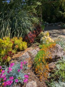 image from Ruth Bancroft Garden in Walnut Creek - April 2024