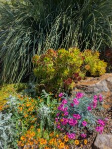 image from Ruth Bancroft Garden in Walnut Creek - April 2024