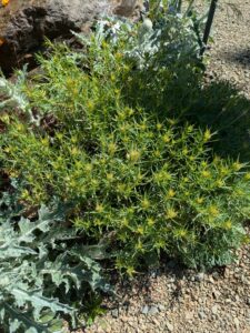 image from Ruth Bancroft Garden in Walnut Creek - April 2024