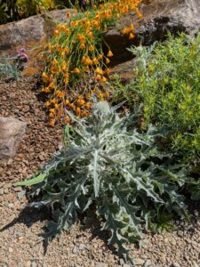 image from Ruth Bancroft Garden in Walnut Creek - April 2024