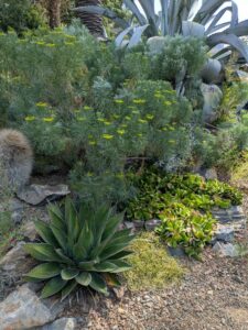 image from Ruth Bancroft Garden in Walnut Creek - April 2024