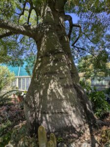 image from Ruth Bancroft Garden in Walnut Creek - April 2024