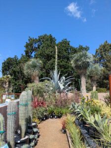 image from Ruth Bancroft Garden in Walnut Creek - April 2024