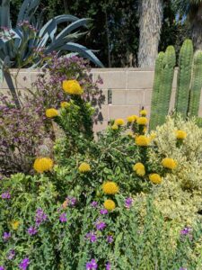image from Ruth Bancroft Garden in Walnut Creek - April 2024