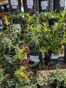 image from Ruth Bancroft Garden in Walnut Creek - April 2024