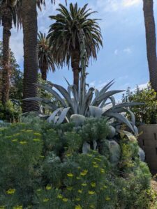 image from Ruth Bancroft Garden in Walnut Creek - April 2024