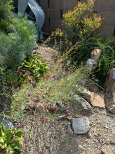 image from Ruth Bancroft Garden in Walnut Creek - April 2024