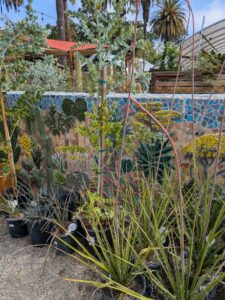 image from Ruth Bancroft Garden in Walnut Creek - April 2024