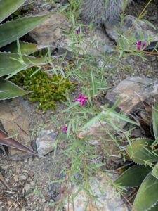 image from Ruth Bancroft Garden in Walnut Creek - April 2024