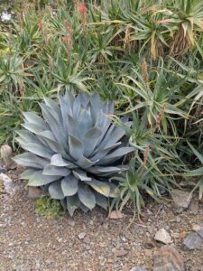 image from Ruth Bancroft Garden in Walnut Creek - April 2024